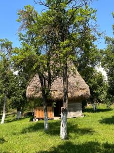 StremţAgropensiunea Colev的茅草屋顶小屋和两棵树