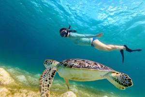 卡尔库达Aqua Marine Beach Hotel的在海龟旁边游泳的人