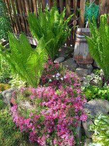 韦尔霍维纳Pidkova的种有粉红色花卉和植物的花园