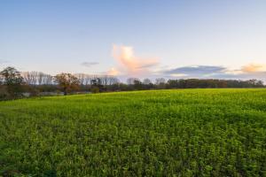 伊夫舍姆Hailes - a newly converted barn on our farm between Stratford upon Avon and the Cotswolds的一片绿草丛,天空在背后