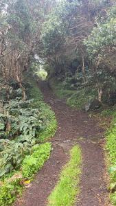 Fajã da Caldeira de Santo CristoKuanza Nature Experience, Fajã do Belo的林中树木和草地的泥土路径