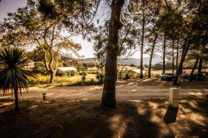 萨尔泰纳Camping Olva - Maeva的一座公园,公园里有一棵树,还有一个停车场
