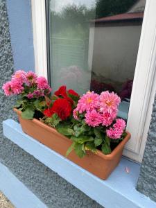 利特里姆Clinton’s cottage的窗台上一盆粉红色的花