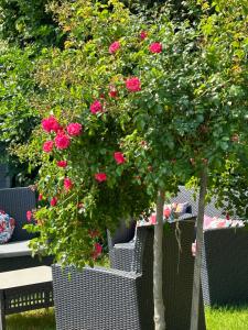 Sainte-ColombeLa Glycine B&B的花园里有一棵红玫瑰树
