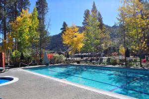 奥林匹克谷Olympic Village Inn Olympic Valley的一座树木繁茂的庭院内的游泳池