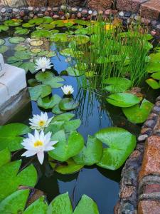 帕兰加Vila Florena的池塘,有白水百合花和绿叶