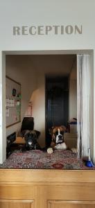 福尔加里亚Hotel B&B Francolini的两只狗躺在房间里的床边