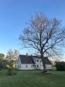 JūrmalciemsKatrina Summer House的院子中一棵树的白色大房子
