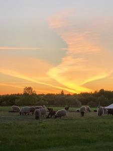 吉弗Hyrdeskolen的一群羊在日落时分在田野里放牧