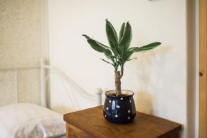 博维茨Apartma Lojz的木桌上蓝色花瓶里的植物
