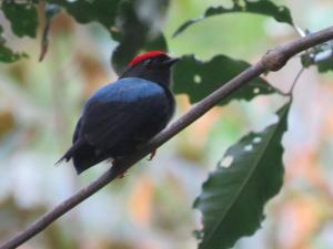 埃尔巴列德安通El Valle de Anton La Chachalaca的树枝上一只红蓝鸟