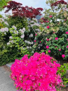 伯纳比All-ways Home的花园里的一束粉红色的花