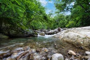 日光Hacho no Yu的森林中一条有岩石和树木的河流