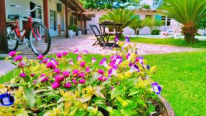 弗洛里亚诺波利斯Garden 437 Suítes的院子里布满紫色花的锅