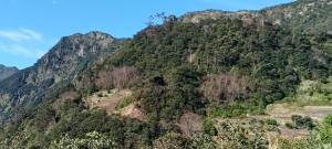 波文图拉Boaventura Home Comfort的被树木和灌木覆盖的山