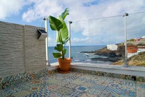 拉拉古纳El estudio de Jessica的坐在俯瞰大海的阳台上的盆栽植物