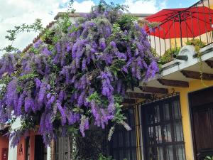 危地马拉安地瓜Villas Santa Ana-Ricardo的挂在建筑物上的一束紫色花