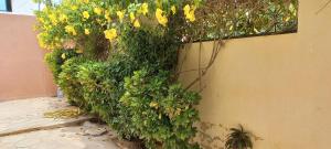 萨利波图尔"Ô soleil" une Villa moderne dans un quartier paisible du centre de Saly的墙上有黄色花的灌木