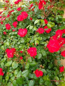 ChadracLa maison des roses的绿叶的红玫瑰丛