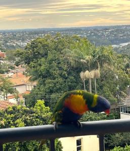 悉尼Mosman Views, 2bed, Parking, 15min Walk to Beach的坐在扶手顶上的五彩鹦鹉