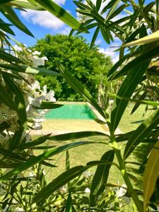 艾马尔格Le Patio, chambres d hôtes pour adultes en Camargue, possibilité de naturisme à la piscine,的透过一些植物可欣赏到游泳池的景色