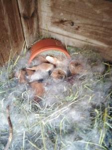 Familienfreundlich Wohnen im Miriquitdi Erzgebirge的一群婴儿猪躺在箱子里