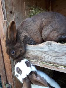 Familienfreundlich Wohnen im Miriquitdi Erzgebirge的几只兔子躺在栅栏上