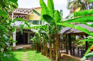 阿比让Gaïa's Garden B&B Abidjan的房屋前的香蕉种植园