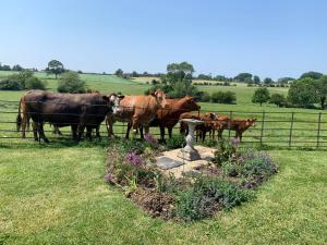 白金汉Weatherhead Farm的一群奶牛站在围栏旁边