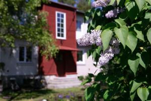塔林Lovely nest in Nõmme的红白房子,有一棵紫色花树