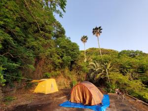 南伊豆町手石キャンプ場的两顶棕榈树土路上的帐篷