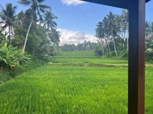 德格拉朗Ubud Sawah Scenery Villa and Homestay的一片绿草,棕榈树环绕
