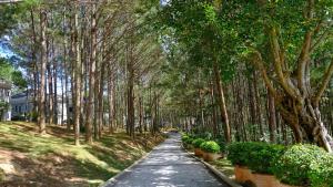 大叻大叻诺伊登瑟湖Spa度假酒店的两边都种有植物的树排路径