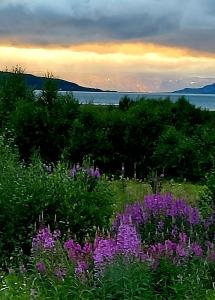 TanaAustertanakrystallen by Pure Lifestyle Arctic的紫色的花田,背景是日落