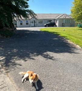 Graiguenamanaghgraiguenamanagh Homestay的一条棕色和白色的狗躺在车道中间