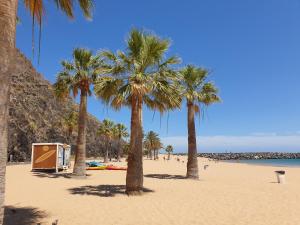 San AndrésSan Andres Beach View Apartment的沙滩上的棕榈树