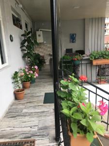 巴统Eka Guest House的阳台种有盆栽植物和鲜花