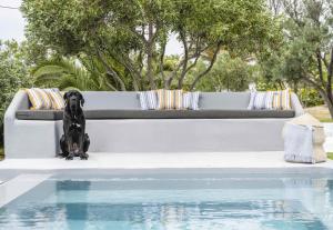 普拉迪斯亚罗斯Villa Valente in Mykonos with two pools!的坐在游泳池旁长凳上的黑狗