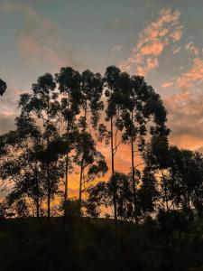 圣安东尼奥-杜皮尼亚尔Canto do Vento Hospedaria的日落前的一群树木