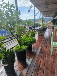 雅科La Hacienda Rooms & Food的木甲板上种有盆栽植物