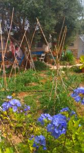 兰佩杜萨Cala Creta的院子里的蓝色花田
