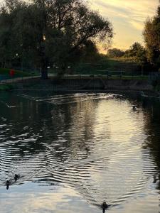 达格纳姆Mona's Home的一群鸭子在池塘里游泳