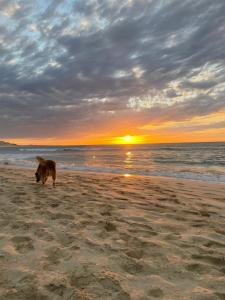 CabeçadasVilla Alfredo Marchetti Nº13 A Suites on the Beach, Praia de Chaves, Boa Vista的日落时在海滩上散步的狗