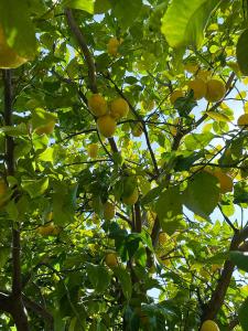 欧拉努波利斯Viva Properties的树上有许多黄色的水果