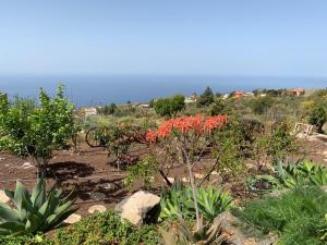 蒂哈拉费HRlos Piratas - Ferien Haus La Palma - GOOD WLAN !!的山坡上种有红色花卉的花园