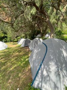 VunoGjipe Eco Campground的一群在树丛中的帐篷