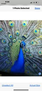 CranbournePavilion paradise的孔雀站在孔雀旁边,羽毛 ⁇ 