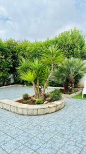 托雷奇安卡Villa azzurra的棕榈树环绕在石头圆圈中的花园