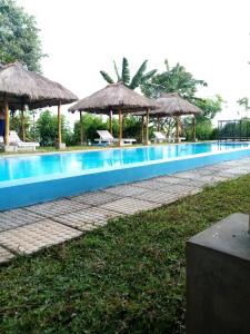 TalakolawelaWeb of Life Resort Wasgamuwa的一个带遮阳伞和草地的大型游泳池
