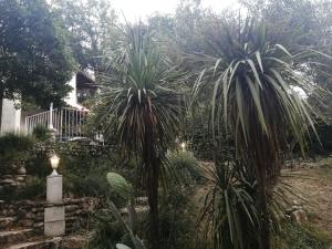 圣保罗-德旺斯La Mhirabelle的庭院里两棵棕榈树的花园